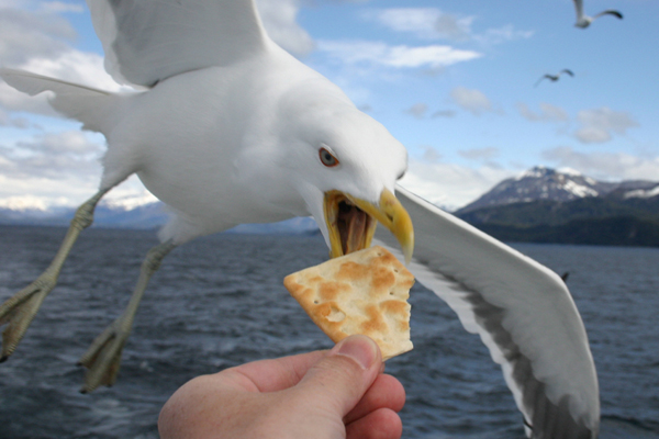 Unforgettable experience in Bariloche, Patagonia
